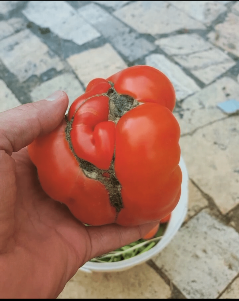 Atalık Domates Tohumu (Yerli)