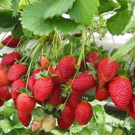 Çilek Fidesi (400 Adet - Albion)