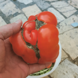 Atalık Domates Tohumu (Yerli)