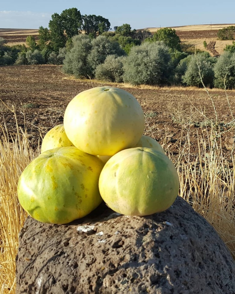 Atalık Kavun Tohumu 