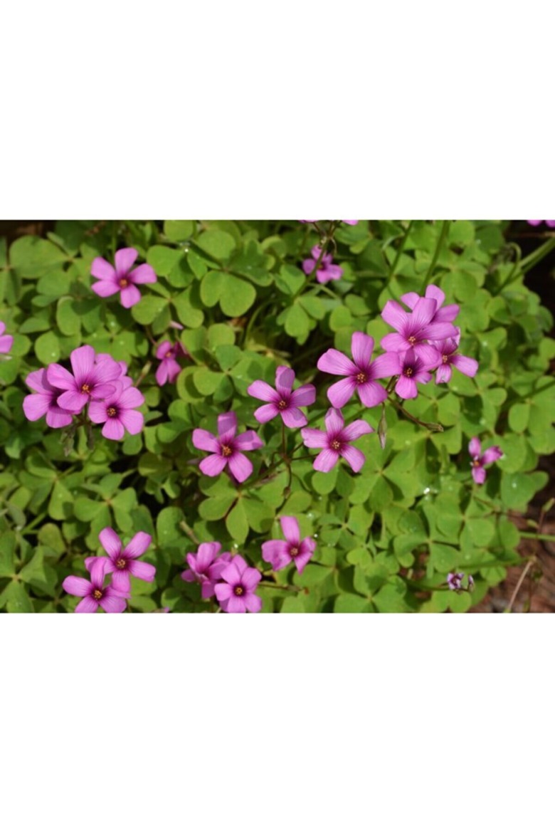 Süs Yoncasi Soğani 10Adet (Pembe Çiçekli)