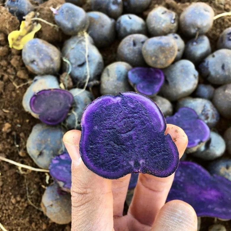 Mor Patates Tohumu Yerli Üretim 5 Kilo
