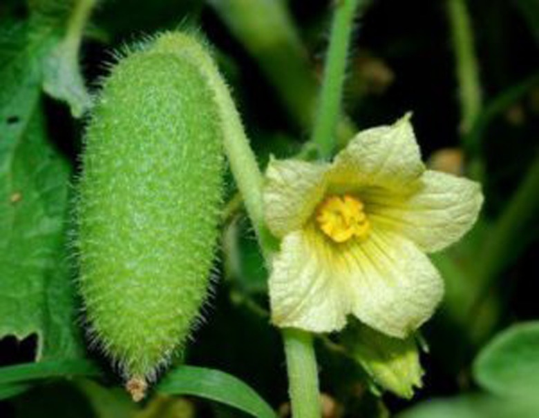 Aci Kavun Tohumu 20Adet 