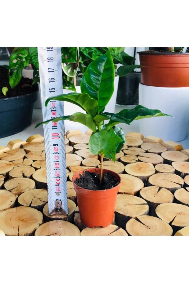 Kahve Ağacı Fidesi 2Adet 