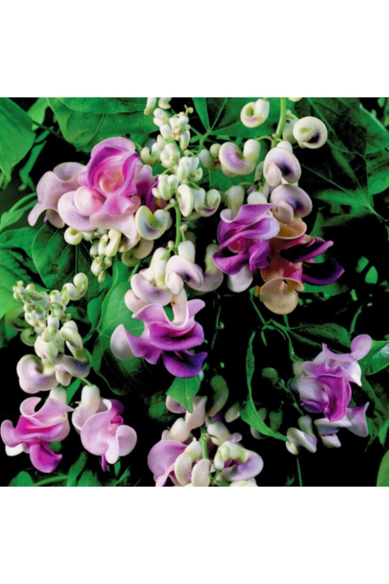 Selluka İzmir Sarmaşiği Tohumu 5Adet 