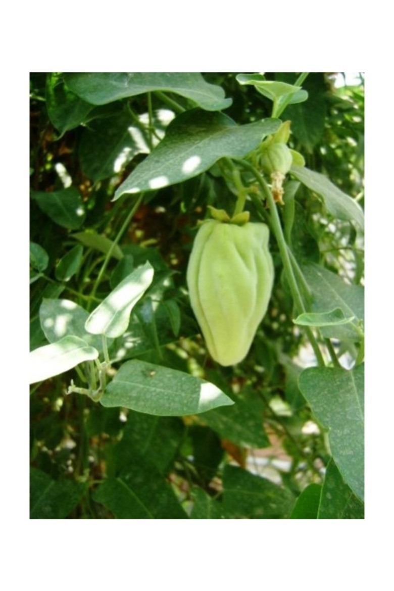 Ağaç Bamya Tohumu 40Adet 