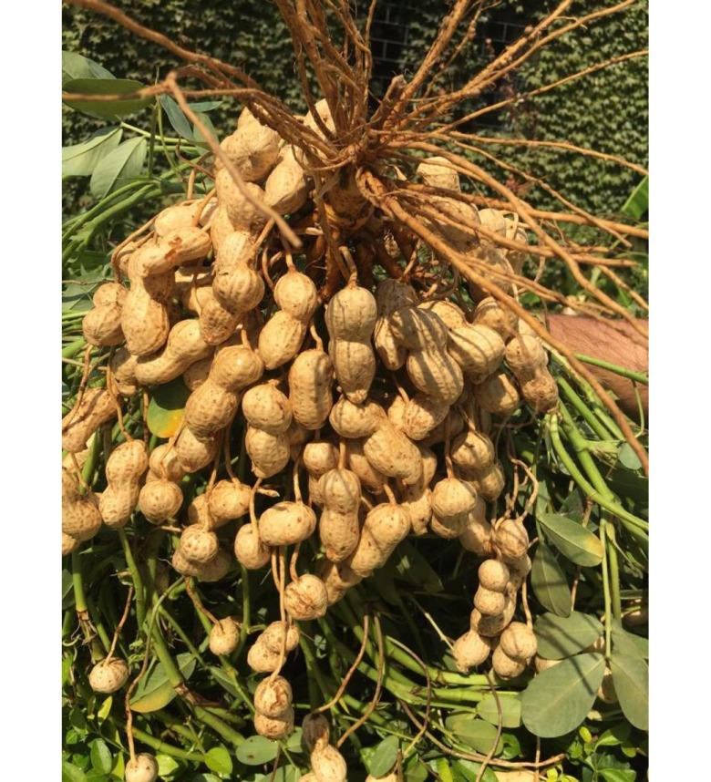 Yer Fıstığı Tohum 25 X 2 = 50 Adet 