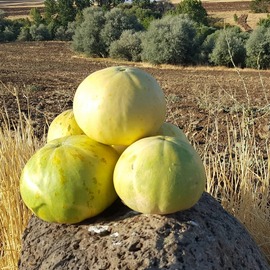 Atalık Kavun Tohumu 