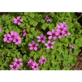 Süs Yoncasi Soğani 10Adet (Pembe Çiçekli)