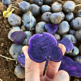 Mor Patates Tohumu Yerli Üretim 5 Kilo