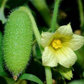 Aci Kavun Tohumu 20Adet 