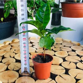 Kahve Ağacı Fidesi 2Adet 