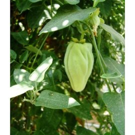 Ağaç Bamya Tohumu 40Adet 