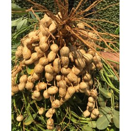 Yer Fıstığı Tohum 25 X 2 = 50 Adet 