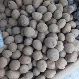 Organik Haşlamalık Patates (Sarı - 3 Kg)