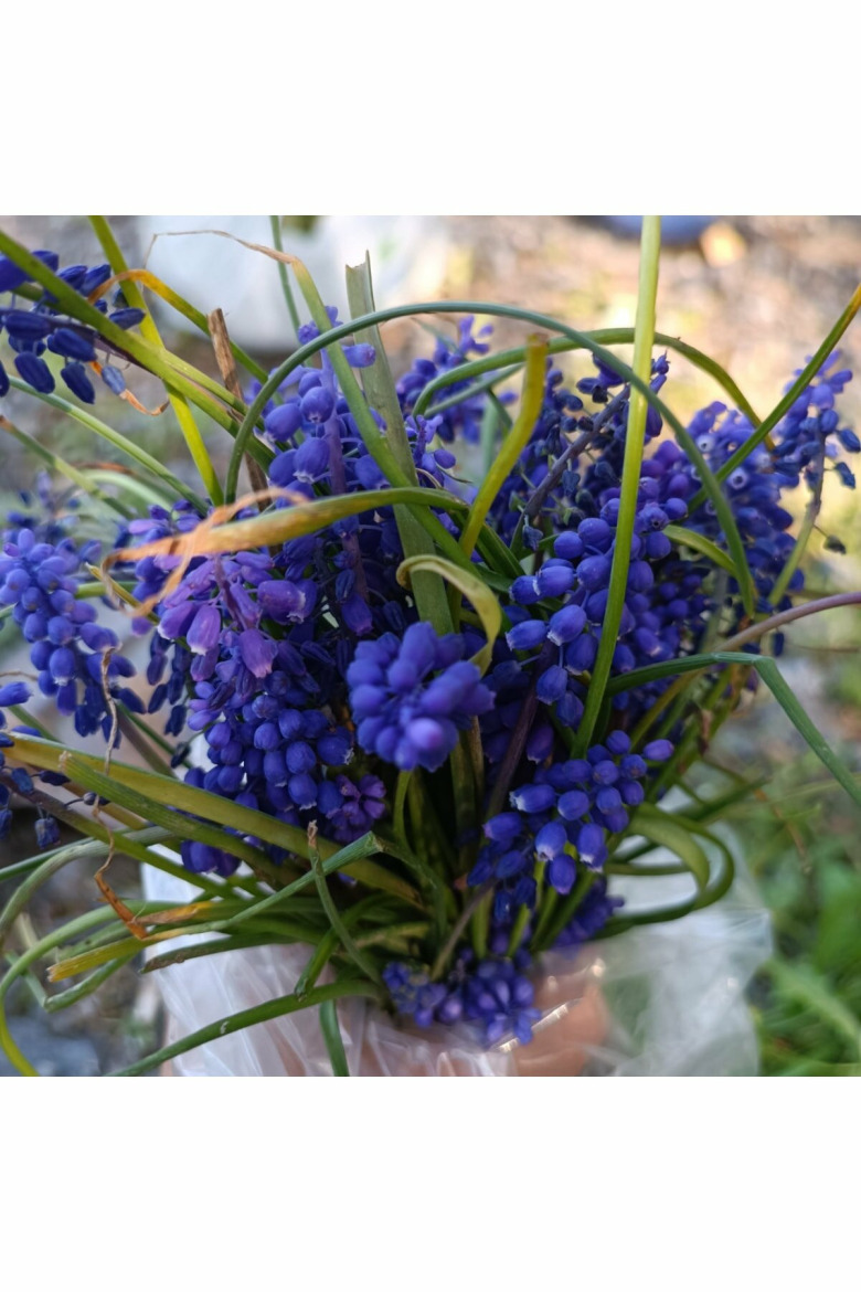 Dağ Sümbül Soğanı 10Ad (Arap Sümbülü) Mavi Çiçek Açar 