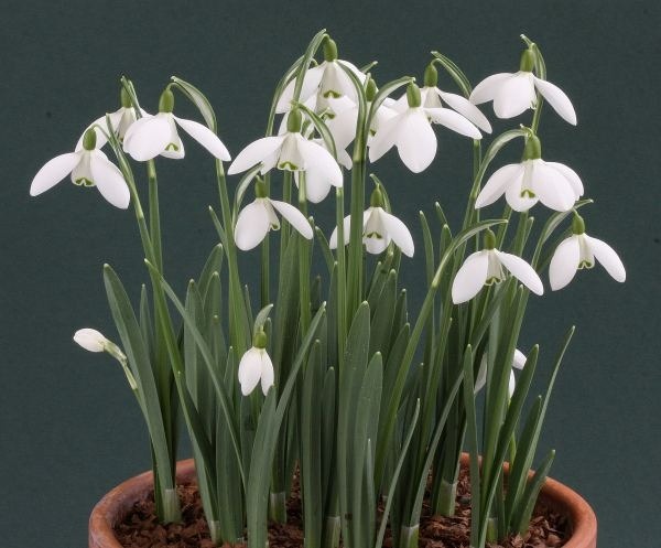 Kar Beyazı Kardelen Çiçegi Soganı 50Adet