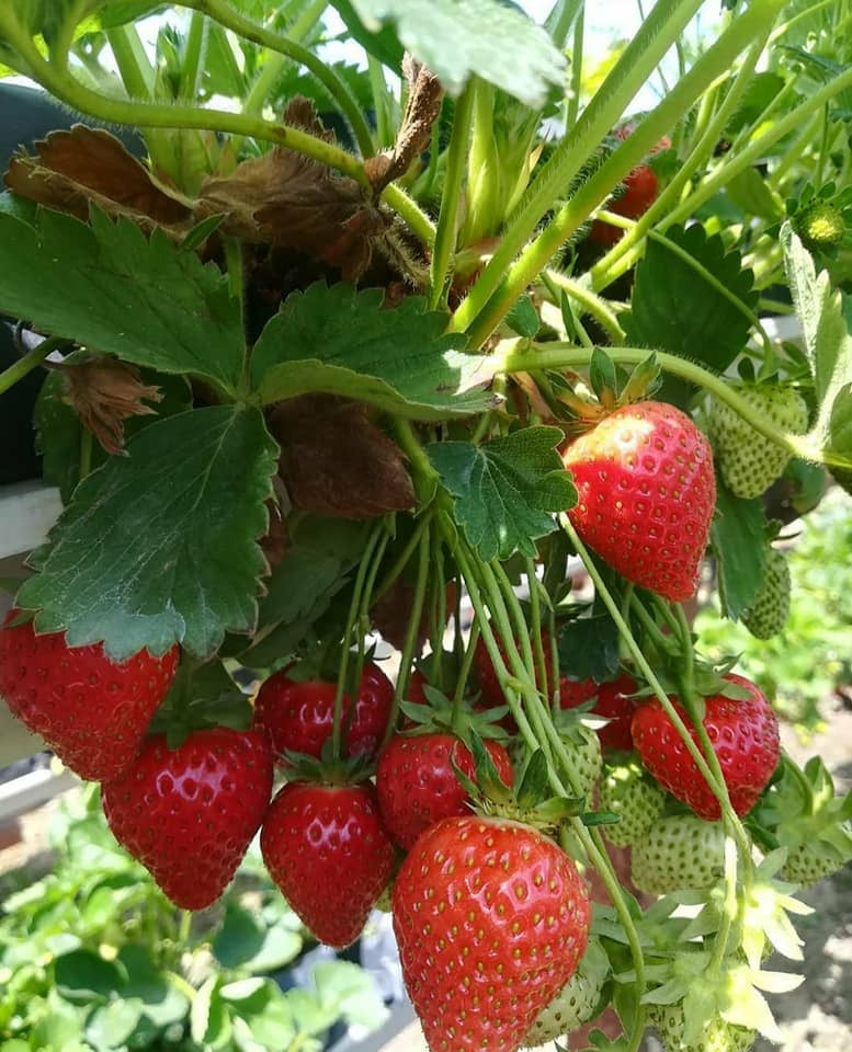 7 Veren Çilek Fidesi Albion 50 Adet  Açık Kök