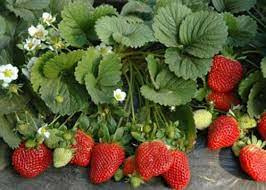 Çilek Fidesi 7 Veren 100 Adet Açık Kök