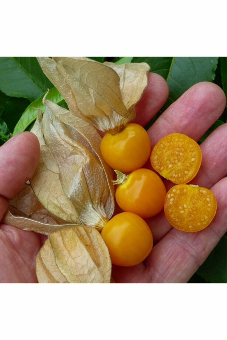 Mayhoş Şifalı Altın Çilek Yer Kirazı Fidesi (10 Adet) 