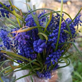 Dağ Sümbül Soğanı 10Ad (Arap Sümbülü) Mavi Çiçek Açar 