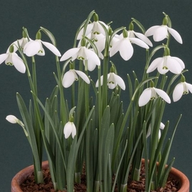 Kar Beyazı Kardelen Çiçegi Soganı 50Adet