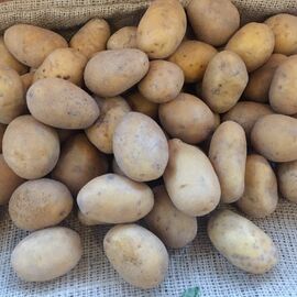 Organik Sarı Patates (Tohumluk )