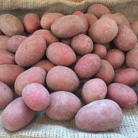 Organik Kırmızı Patates (Tohumluk )