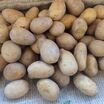 Organik Sarı Patates (Tohumluk )