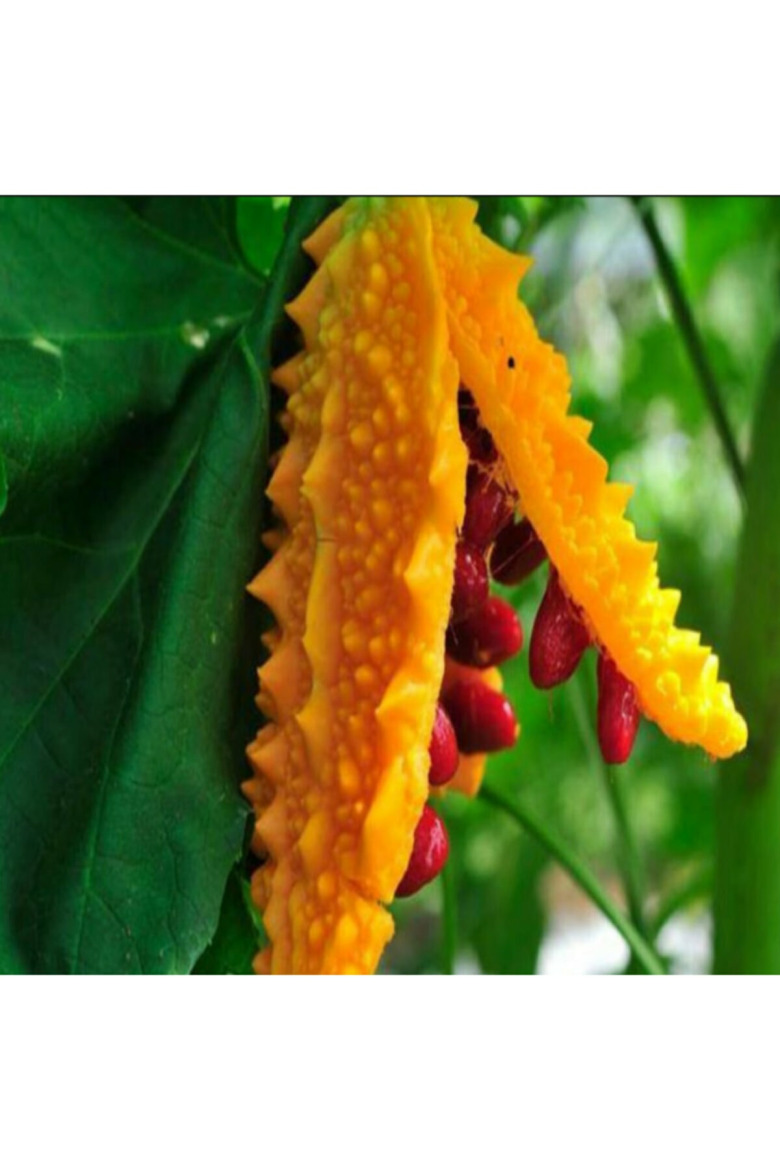 Kudret Nari Fidesi 20Adet 