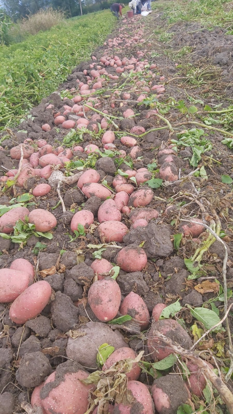 Organik Kırmızı Patates