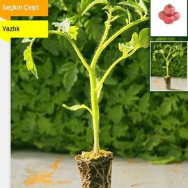 Pembe Domates Fidesi 100 Adet