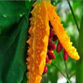 Kudret Nari Fidesi 20Adet 