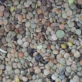 Organik Köy Mercimeği (Yemeklik Ve Tohumluktur)