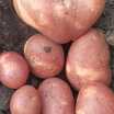 Organik Kırmızı Patates - 3