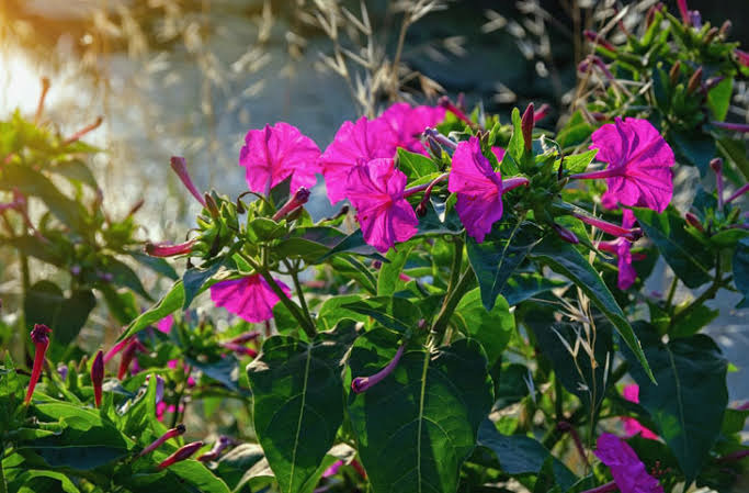 Akşam Sefası Çiçek Fidesi 5 Adet Pembe Renkli