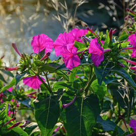 Akşam Sefası Çiçek Fidesi 5 Adet Pembe Renkli