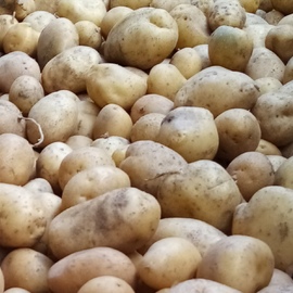 Haşlamalık Doğal Parates