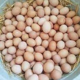 Gezen Tavuk Yumurtasi