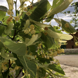 Ihlamur 100 Gr Dalından Taze