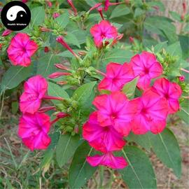 Akşam Sefası Pembe Çicek Tohumu 20 Adet