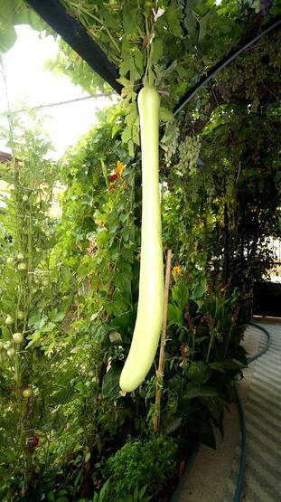 Su Kabağı Tohumu 10 Adet