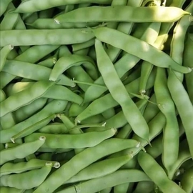 Taze Fasulye (Boncuk Ayşe)