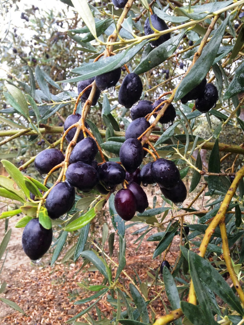Tane Ham Siyah Zeytin Siyah Ham Sofralık Zeytin (2 Kilogram)