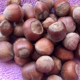 Şile Fındığı Kabuklu
