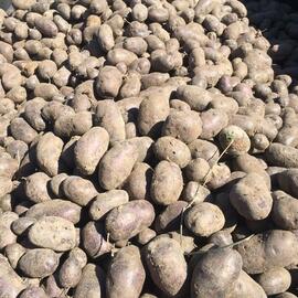 Organik Mor Patates (Tohumluk )