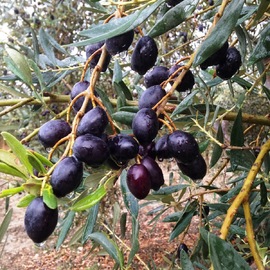 Tane Ham Siyah Zeytin Siyah Ham Sofralık Zeytin (2 Kilogram)