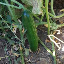 (Ata Tohumu) Çengelköy Salatalığı Tohumu 1 Paket--- (10 Adet) 