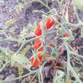 (Ata Tohumu)  Bardak Çeri Domatesi Tohumu 1 Paket--- (10 Adet)