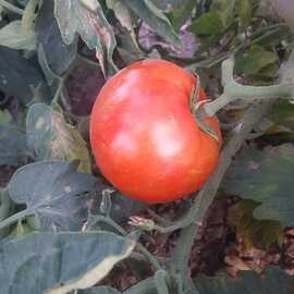 (Ata Tohumu) Ankara Sırık Domatesi Tohumu 1 Paket--- (10 Adet)  